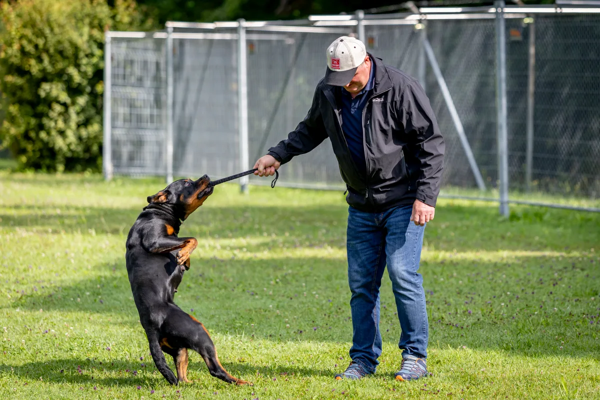 Tinka und ihr Halter kämpfen um ein Spielzeug.