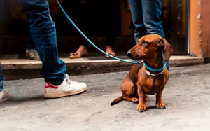 10747578-3 Die Polizei empfiehlt Spaziergängern am Greifensee gut auf ihre Hunde aufzupassen - ungeachtet der Meldung auf Social Media.