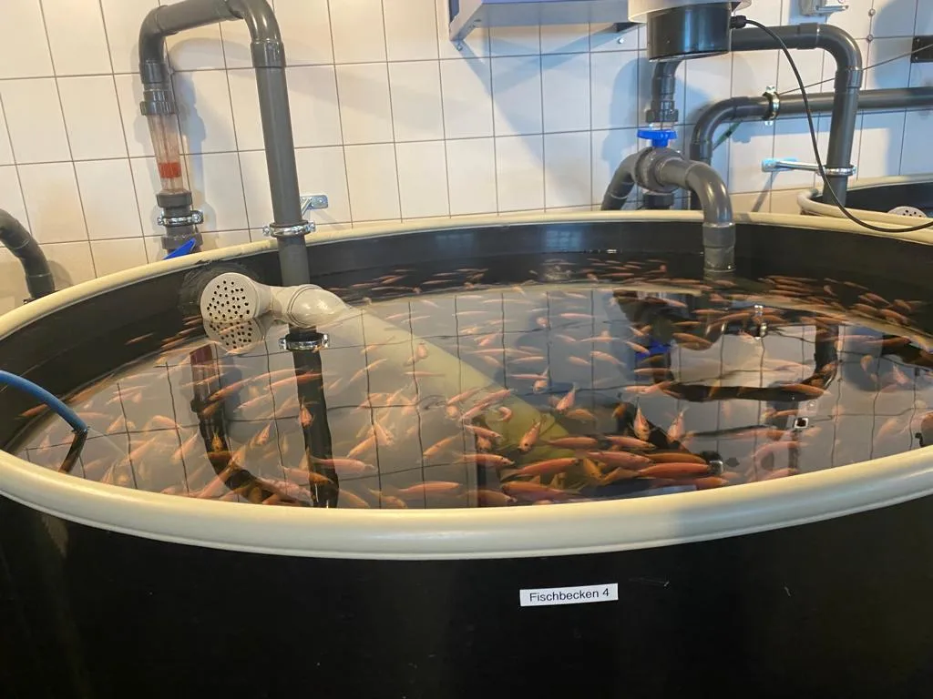 Das Wasser aus den Fischtanks wird zum Düngen der Pflanzen verwendet. Man sieht Fischtanks.