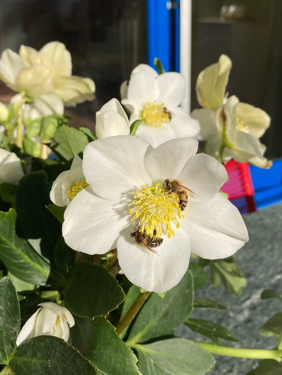 Man sieht hier eine Blume in der zwei Bienen sind.