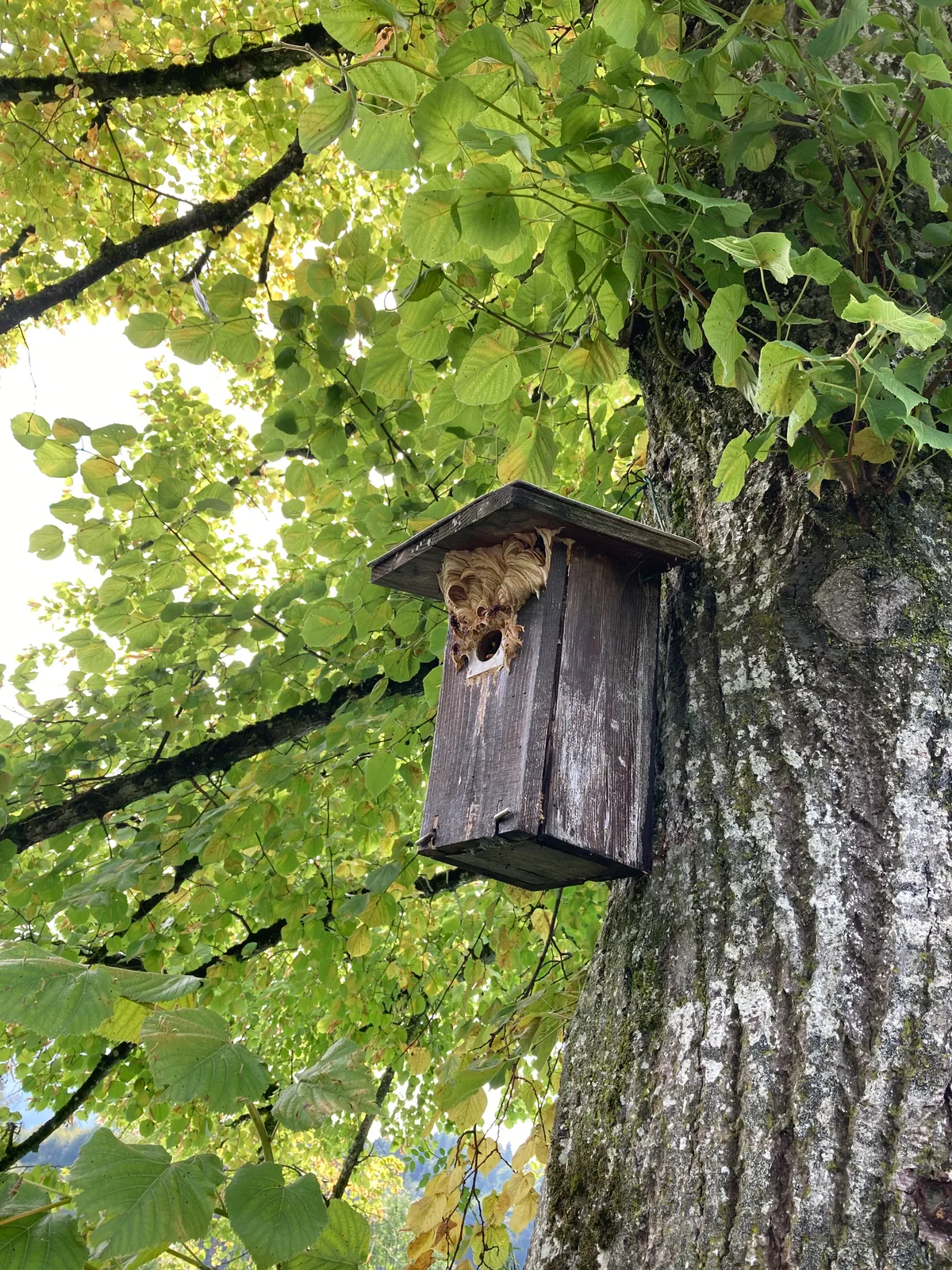 Man sieht ein Hornissennest an einem Baum.