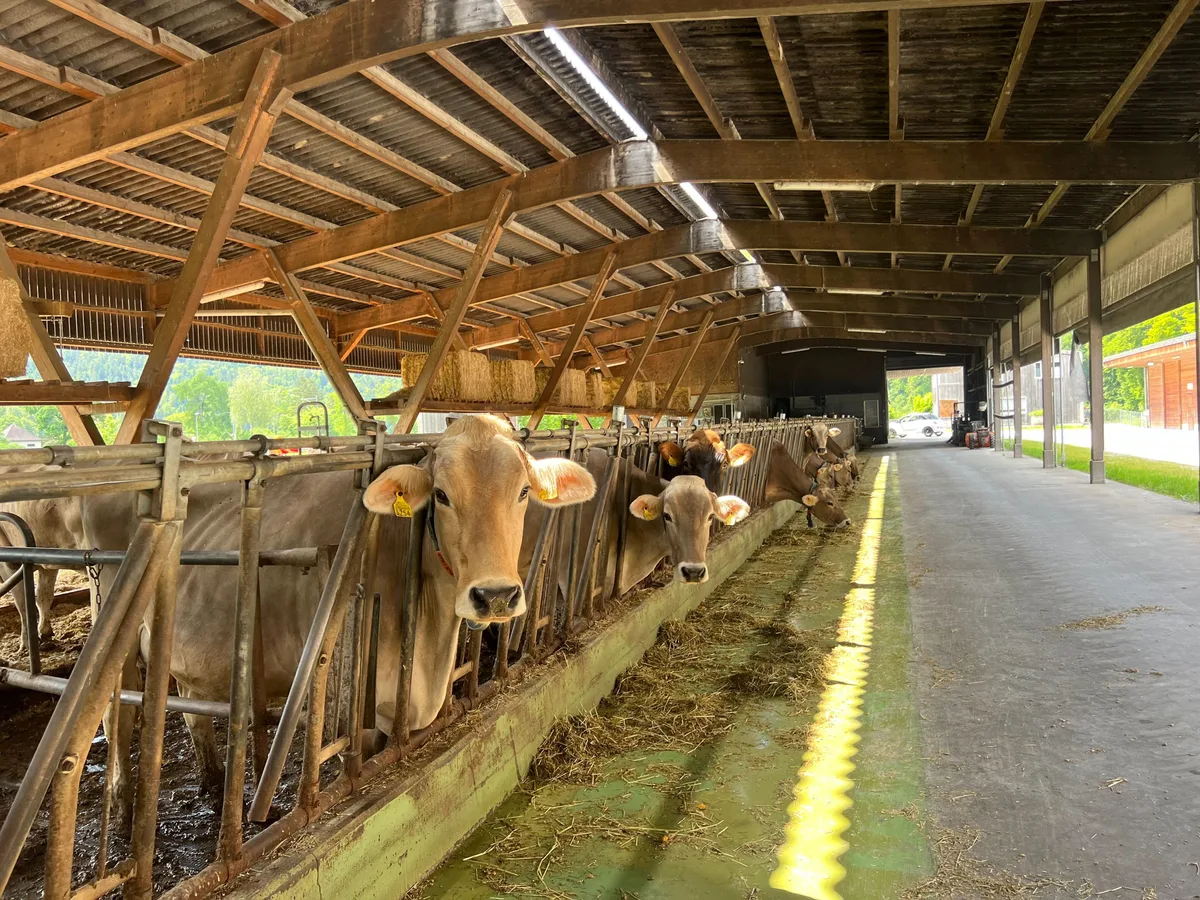 Nach dem vielen Regen sind die Landwirte besorgt.