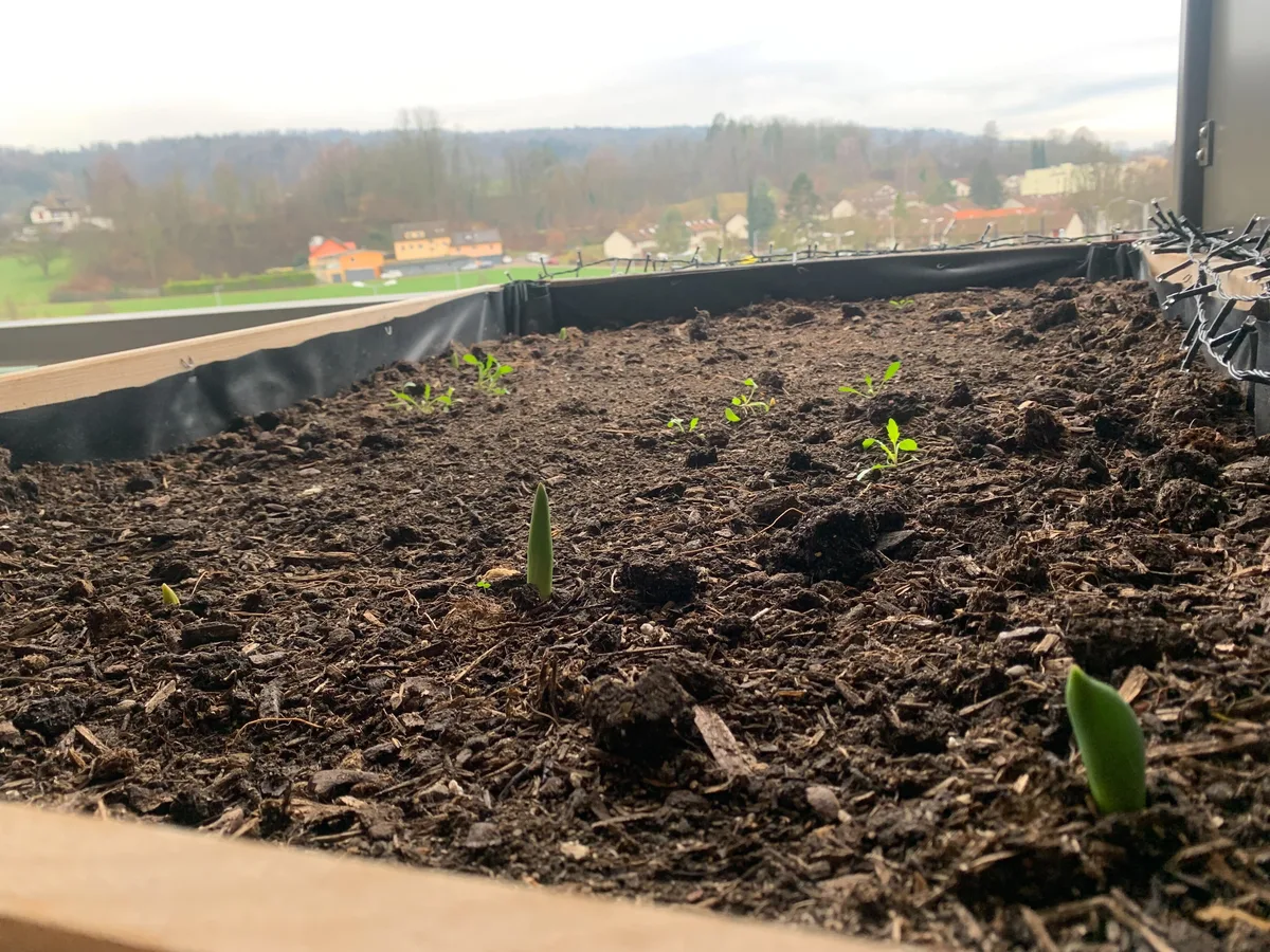 In manchen Gärten treiben Blumenzwiebeln aus. Es ist ein Beet mit Erde zu sehen, aus dieser gucken grüne Pflanzenspitzen.