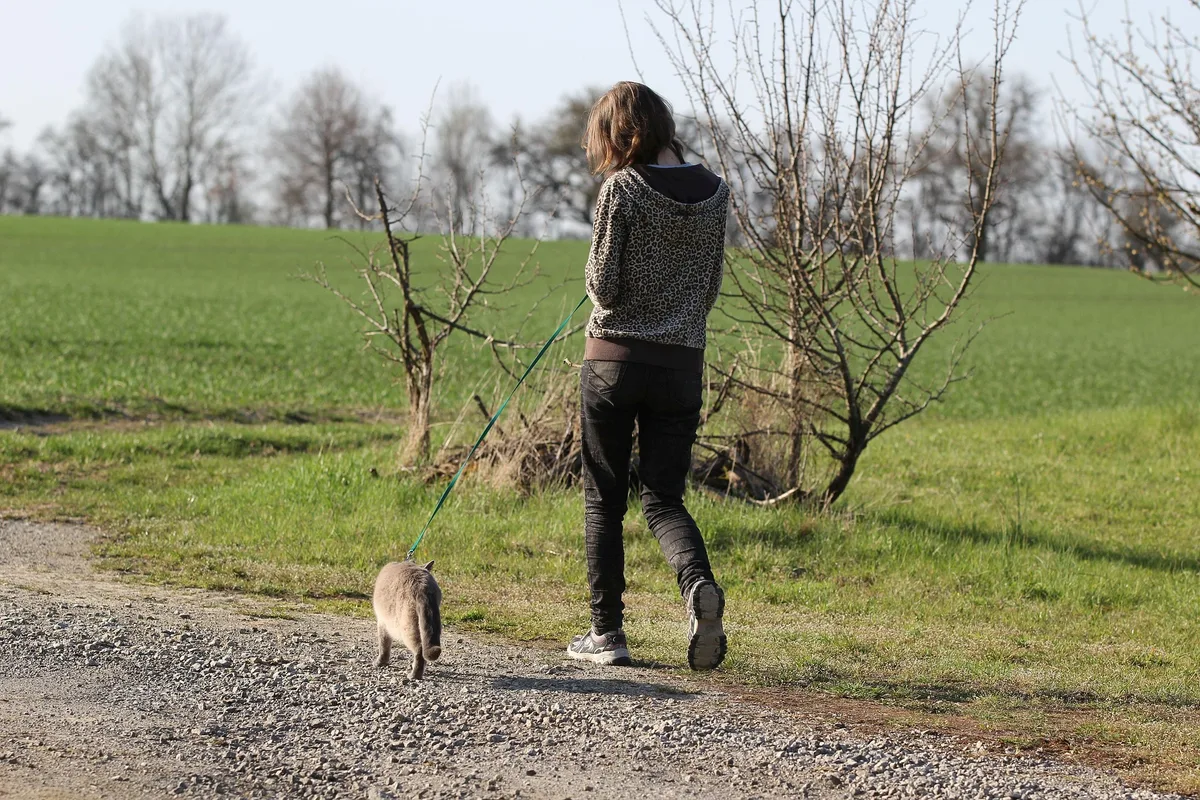 Auch Katzen sind in der Lage, sich an Leinen zu gewöhnen. (Symbolbild) Eine Frau führt eine Katze an der Leine über einen Feldweg.