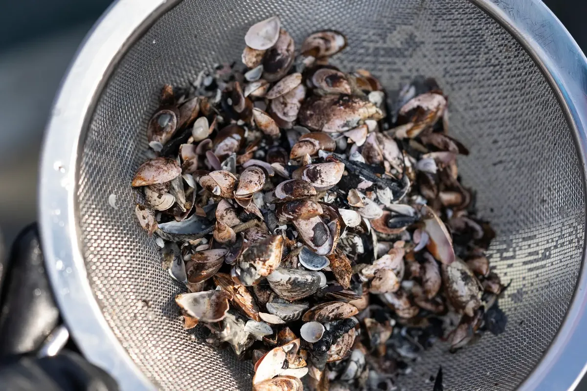 Quaggamuscheln in einem Sieb.