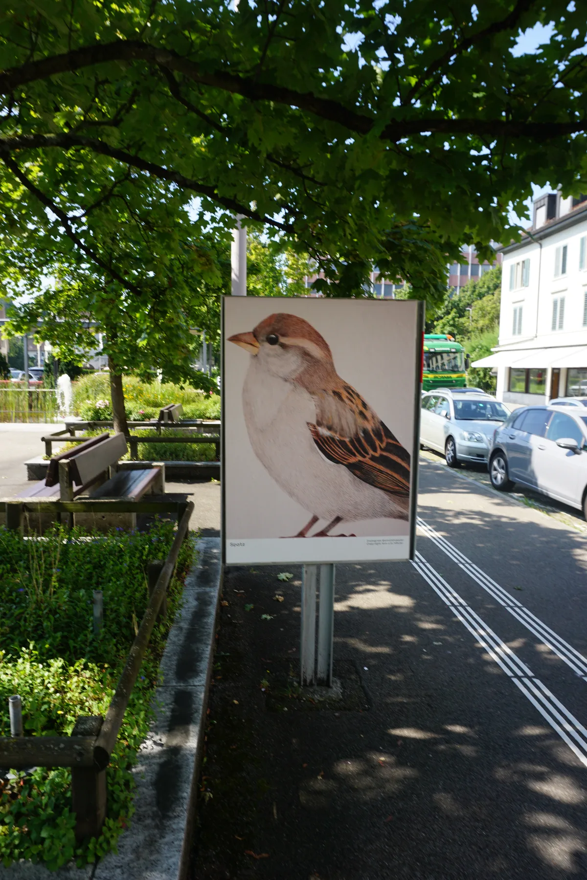 Spatz