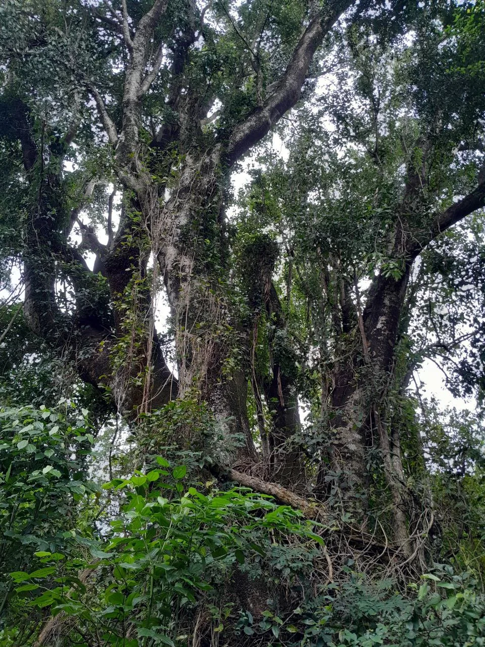 In den vergangenen 50 Jahren wurden in Paraguay 90 Prozent des Regenwalds gerodet. Regenwald