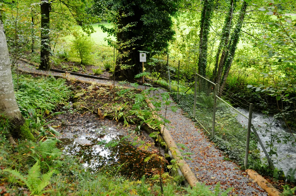 Kreislauf: Der Teich wird vom nahen Bach gespeist – das Wasser fliesst auch wieder in den Bach zurück. Auch im Herbst ist der Botanische Garten in Grüningen einen Besuch wert.