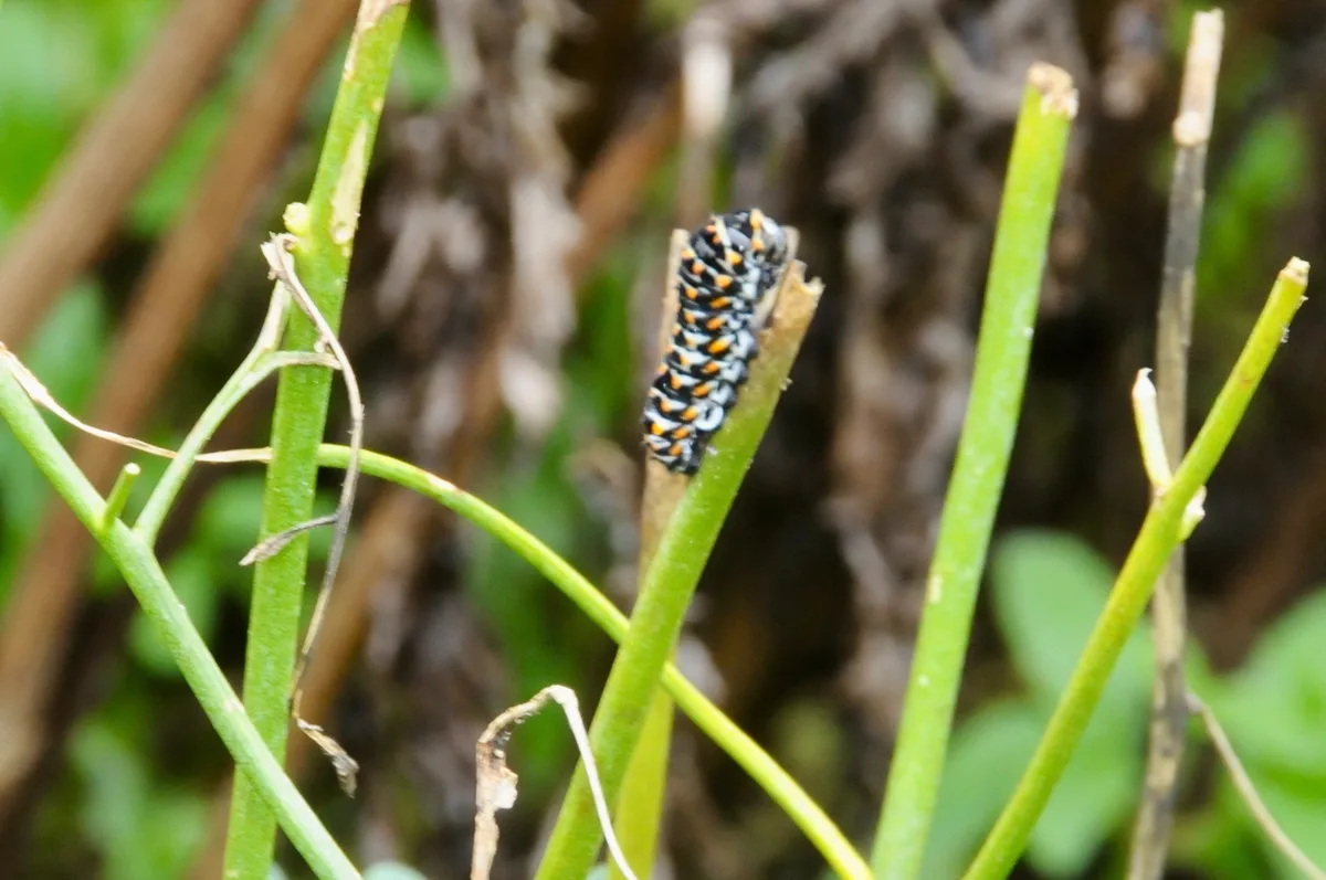 Lebensraum für kleine Lebewesen wie zum Beispiel die Schwalbenschwanzraupe. Auch im Herbst ist der Botanische Garten in Grüningen einen Besuch wert.