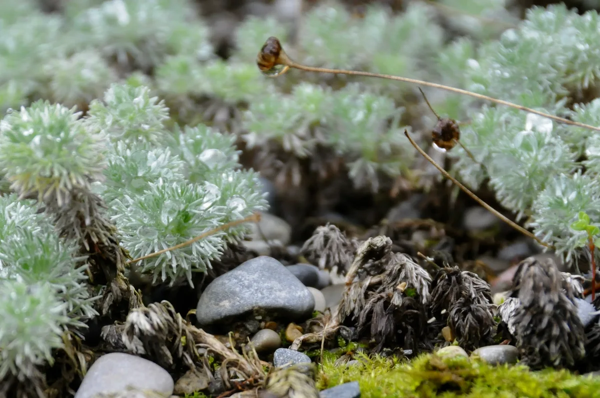«Bling-Bling» der Natur: Die Tautropfen lassen das Silber-Fiederpolster glitzern. Auch im Herbst ist der Botanische Garten in Grüningen einen Besuch wert.