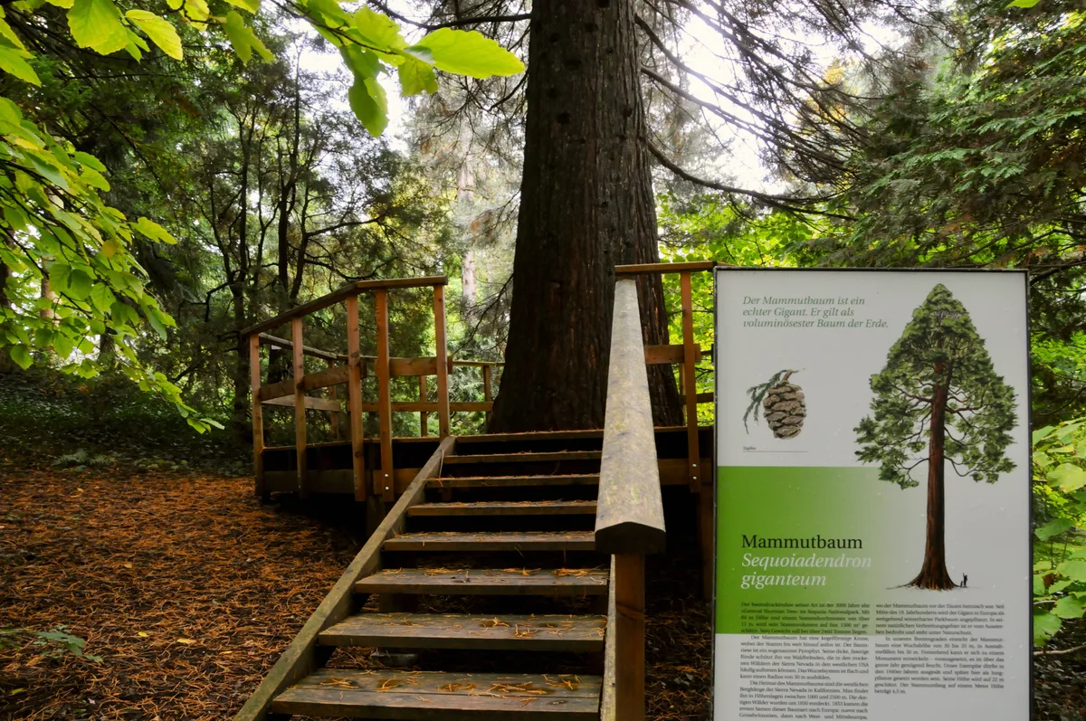 Wie ein Altar: Über eine Treppe gelangt man zum beliebten Mammutbaum. Auch im Herbst ist der Botanische Garten in Grüningen einen Besuch wert.