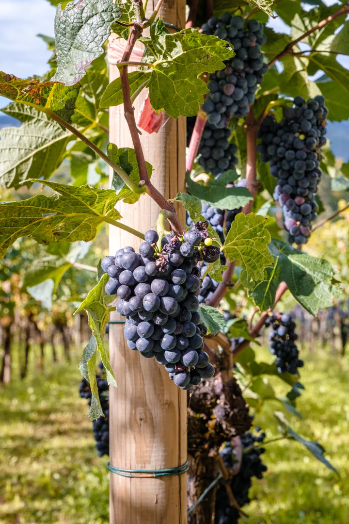 Nach dem grossartigen 2022 sind die Weinbauern in der Region auch mit der Qualität des 2023ers zufrieden. Reben in einem Weingut in Greifensee.