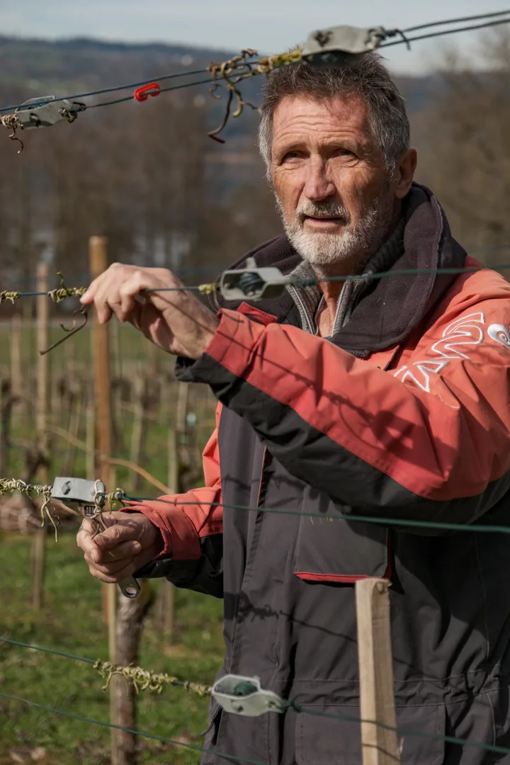«Wir verkaufen deutlich mehr Rosé als früher»: Edy Pfammatter im Weinberg. Ein Mann arbeitet im Rebberg.
