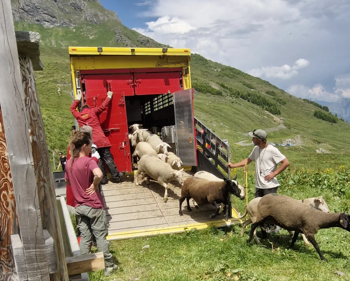 Schafe werden aus einem roten Lkw entladen. Die Umgebung ist alpin.