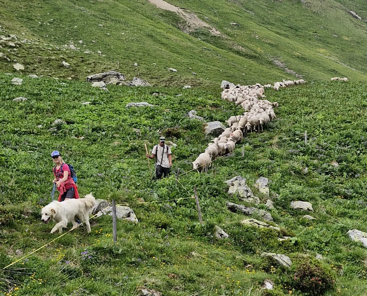 Eine Schafherde mit Hirten und Herdenschutzhunden auf einer grünen Alpweide.