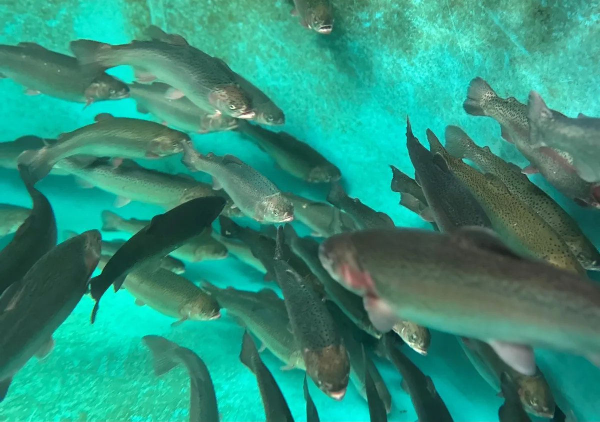 Forellen schwimmen in einem Zuchtbecken in blauem Wasser.