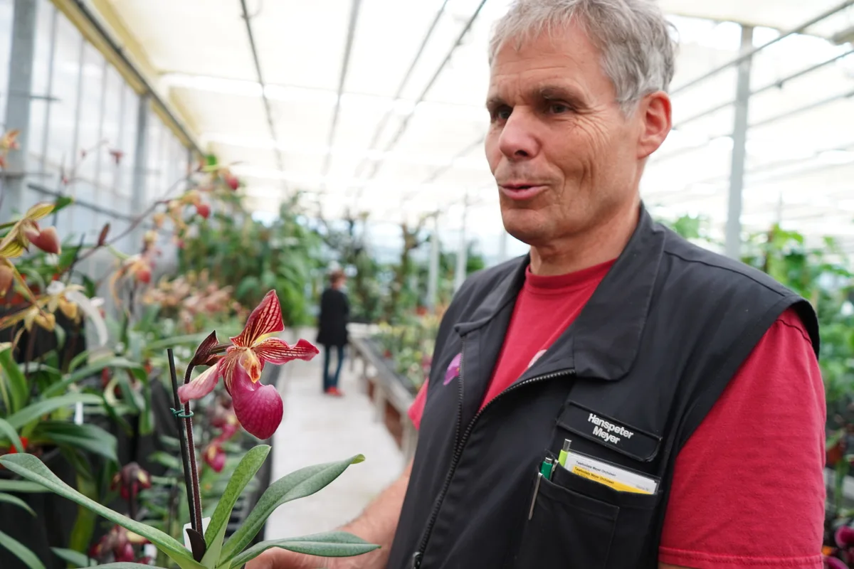 Gärtner Hanspeter Meyer präsentiert eine seiner Orchideen. Einen roten Frauenschuh.