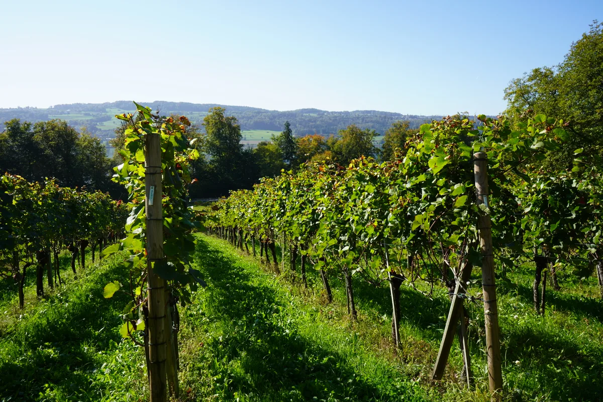 Reben in einem Weingut in Greifensee.