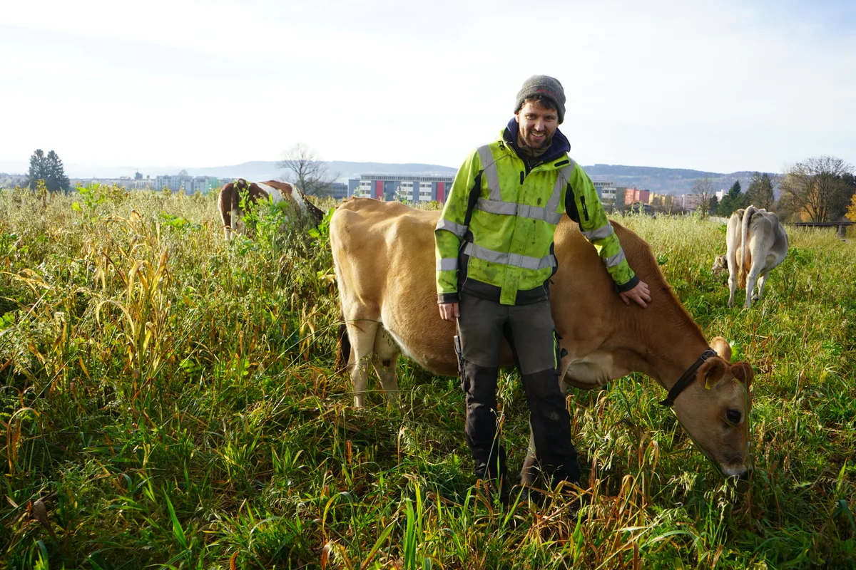 Landwirt Beni Denzler in neongelber Arbeitsjacke hält eine Kuh.