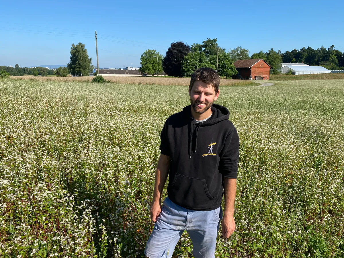 Gleich neben dem Feld mit der Staffelkultur blüht der Buchweizen – und sorgt für ein emsiges Summen von Insekten aller Art. Ein Landwirt steht in einem Feld mit blühendem Buchweizen.