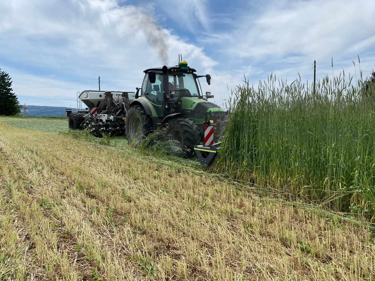 Mit der Walze knickt Landwirt Denzler den Roggen, die Erbsen und die Ackerbohnen. Ein Traktor fährt in ein Feld, in dem mannshoher Roggen steht.