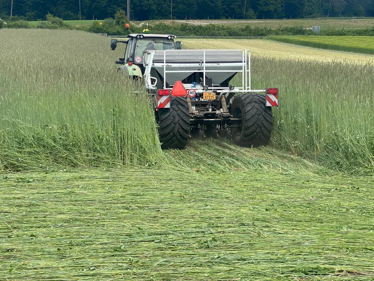 Die Pflanzen werden nicht geerntet, sondern dienen als Gründüngung für den Buchweizen. Ein Traktor zieht eine Direktsaat-Maschine hinter sich in ein Roggenfeld.