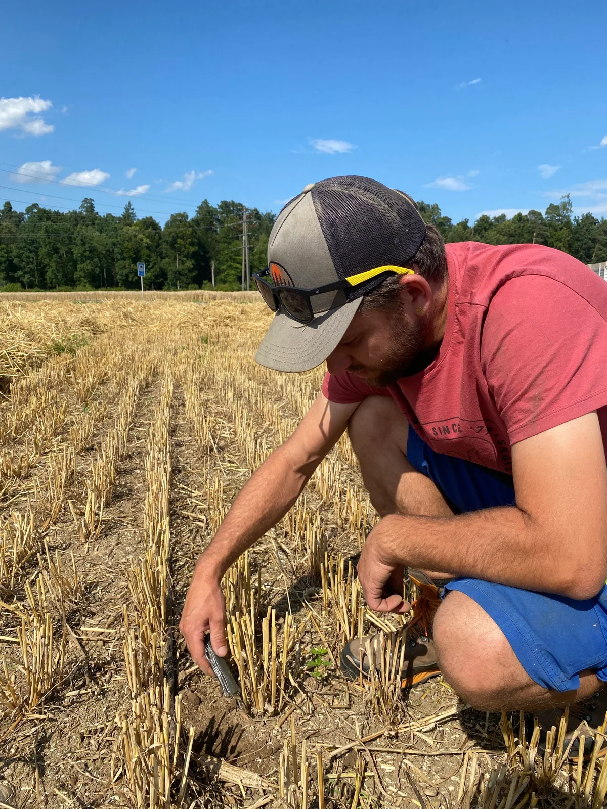 Der Boden hat viel Feuchtigkeit gespeichert. Sobald er das Stroh zu Ballen gepresst hat, wird Benjamin Denzler die nächste Gründüngung säen. Weizenernte in Nänikon. Landwirt Beni Denzler stochert mit einem Taschenmesser im Boden und zeigt, dass er eine gute Feuchtigkeit besitzt.