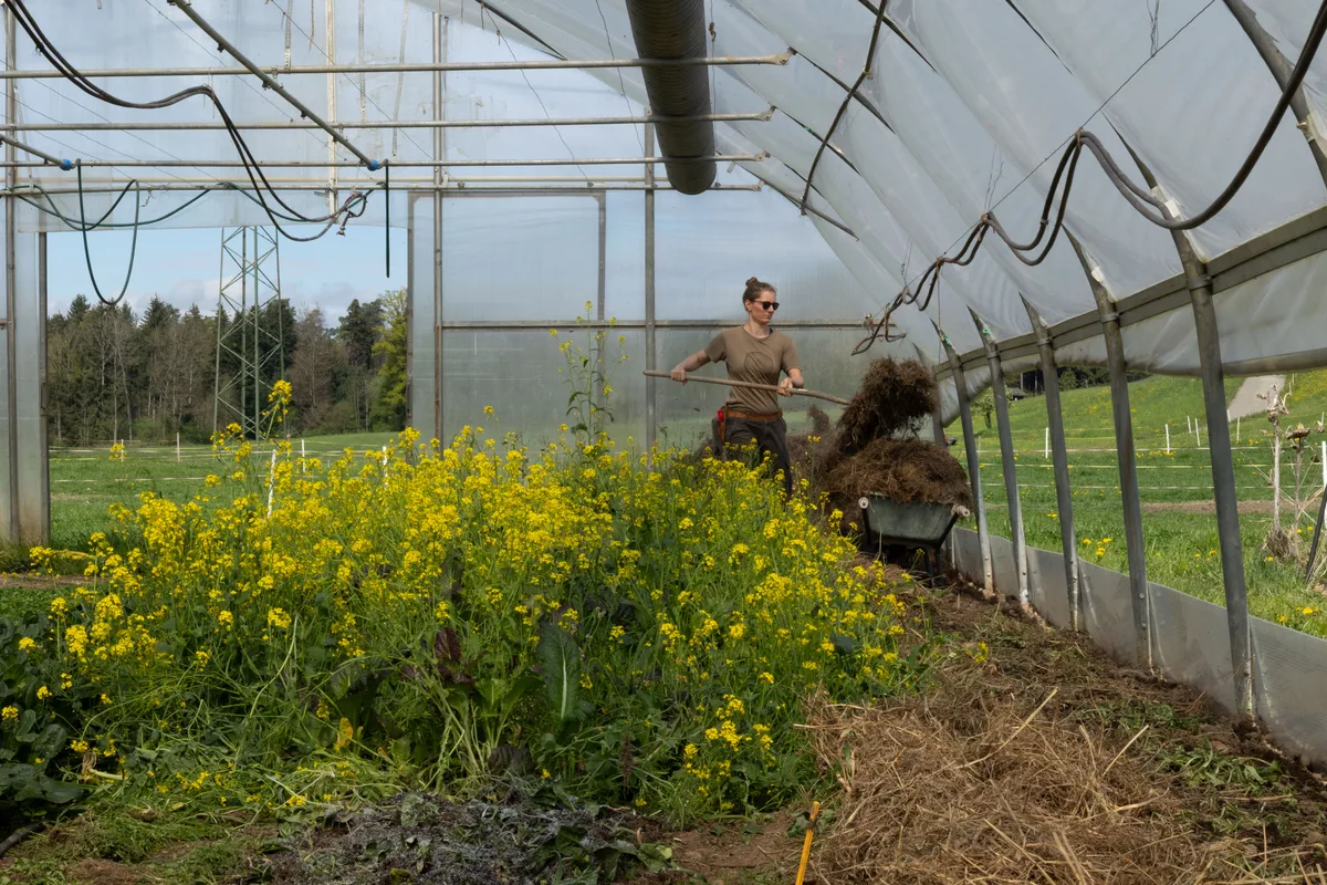 Biologische Landwirtschaft ist mit viel Handarbeit verbunden. Eine Frau arbeitet in einem Gewächshaus.