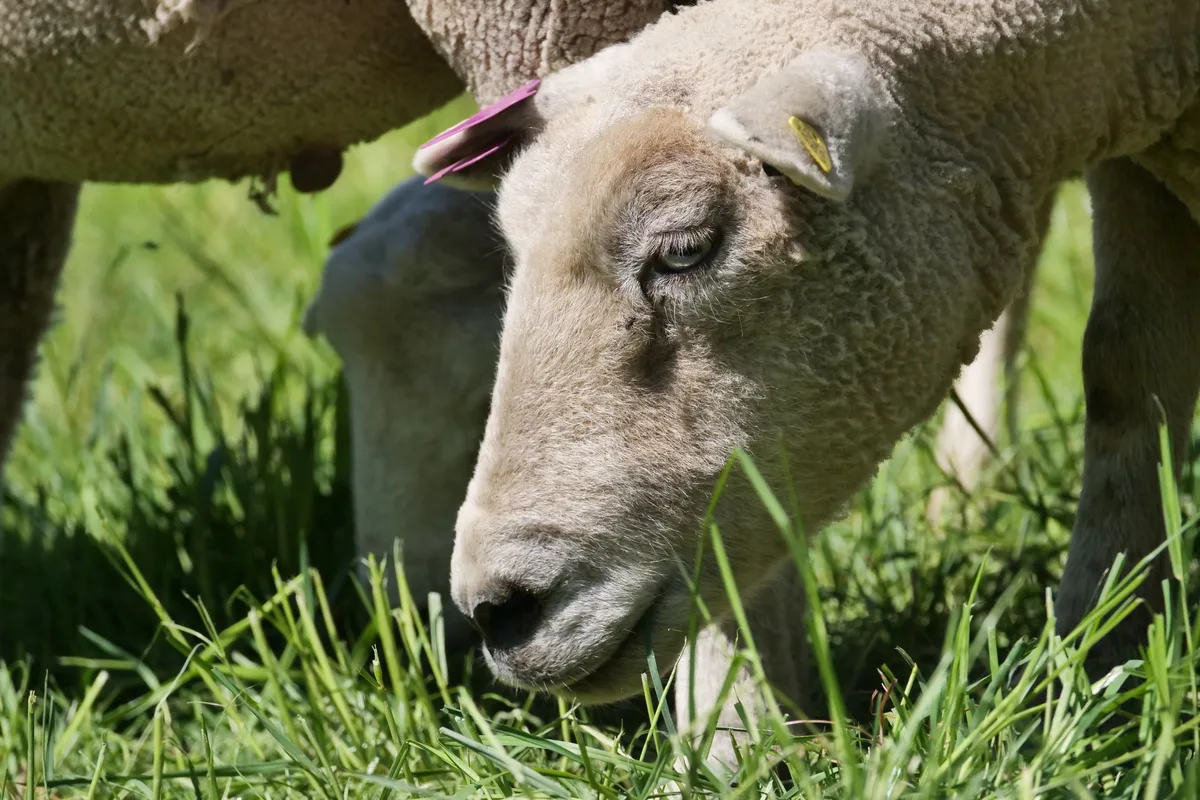 Schafe grasen auf der Weide und düngen damit das Feld.