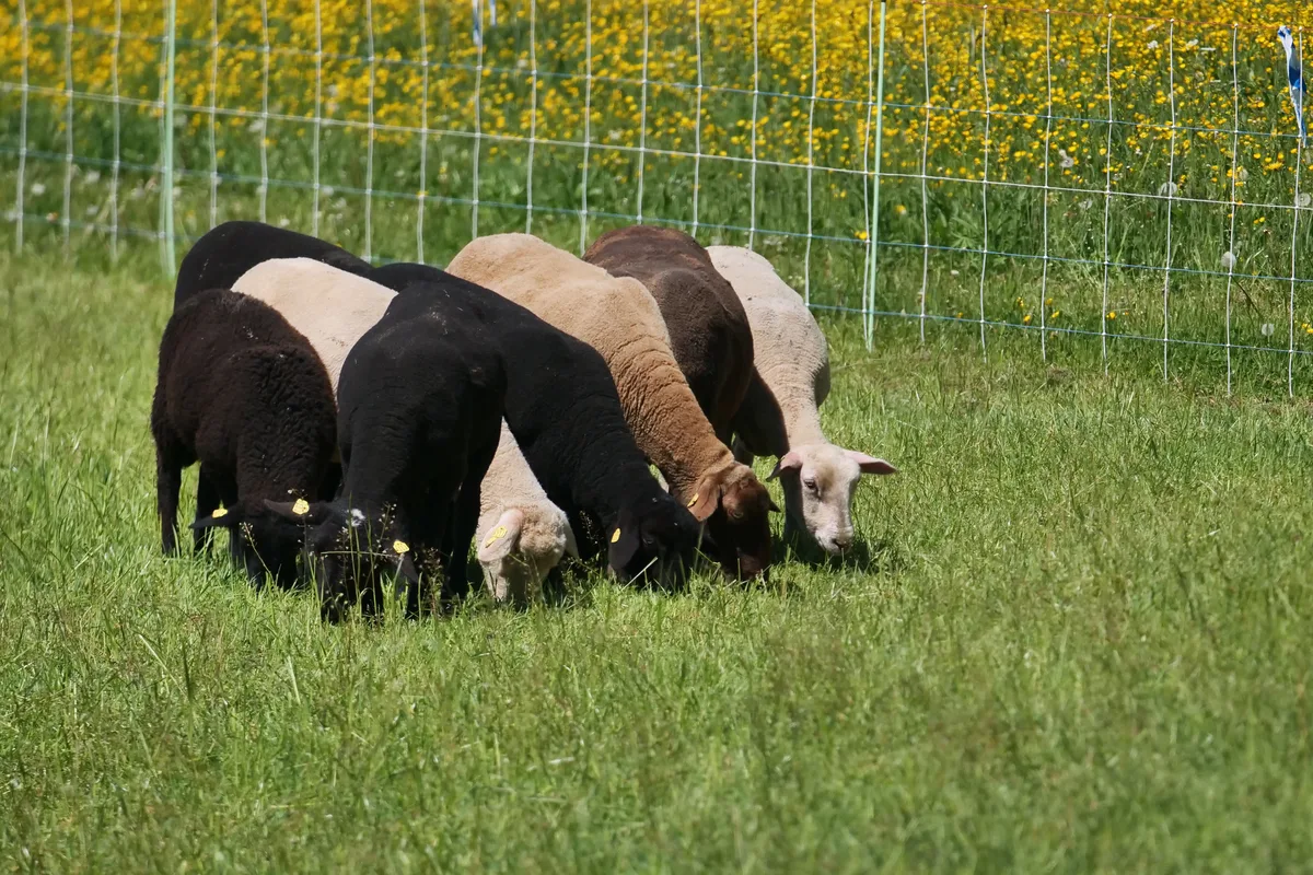 Schafe grasen auf der Weide und düngen damit das Feld.
