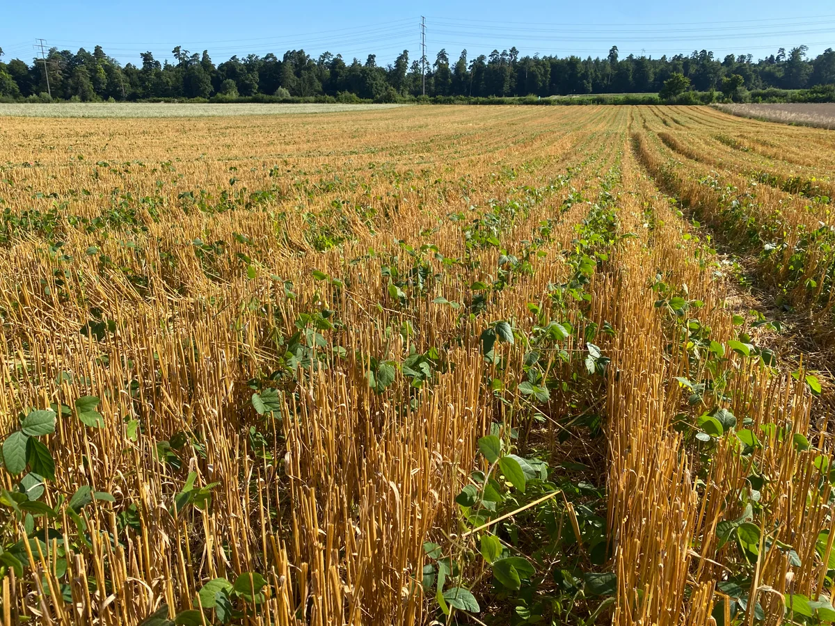 Zwischen den gelben Stoppeln der Gerste hätten die Sojapflanzen wachsen sollen. Taten sie aber nicht. (Archiv) Ein Feld in Niederuster: Man sieht Stoppeln von gemähter und gedroschener Gerste und dazwischen junge, grüne Sojapflanzen.