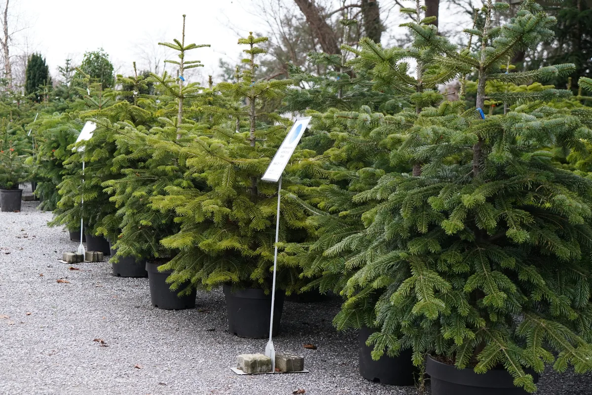 Kleine Tannenbäume in Töpfen stehen auf einem Kiesplatz.