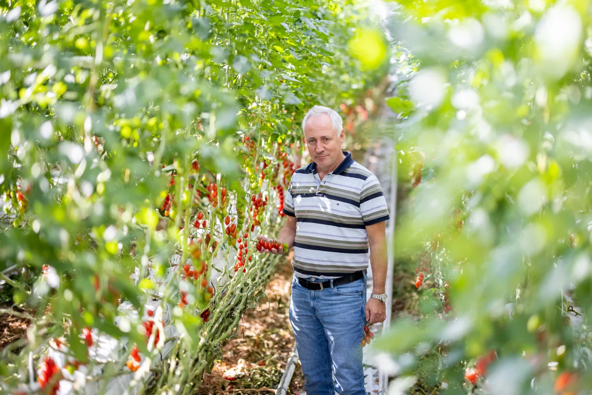 Ein Mann steht in einem Gewächshaus zwischen Tomatenstauden, In der Hand hält er eine Rispe mit Cherrytomaten.