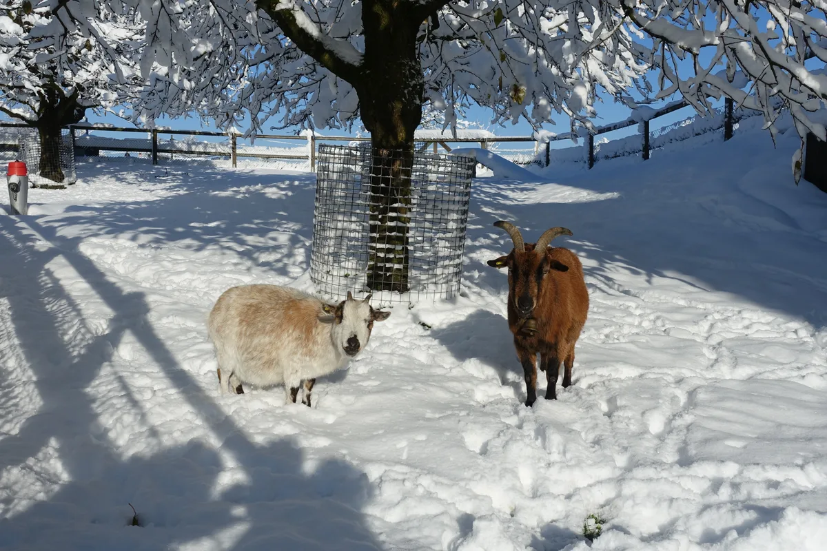 Ziegen im Schnee