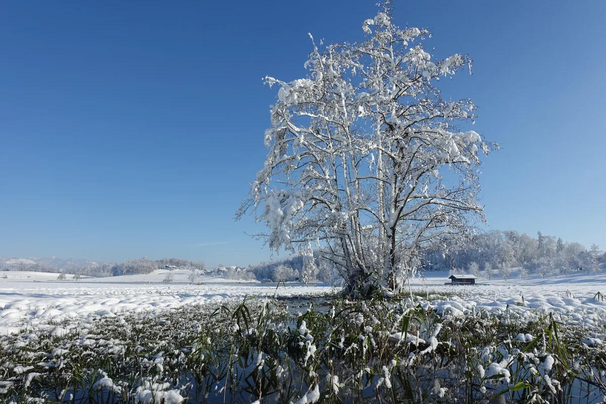Lützelsee im Schnee