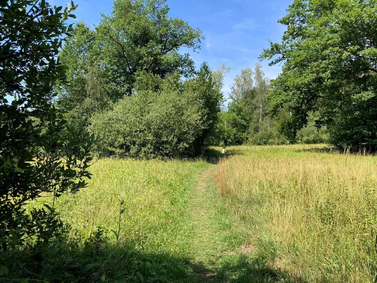 Das Naturschutzgebiet Örmis ist eine Augenweide. Und das Joggen hier ein Genuss. Hohes Gras und mehrere Bäume.