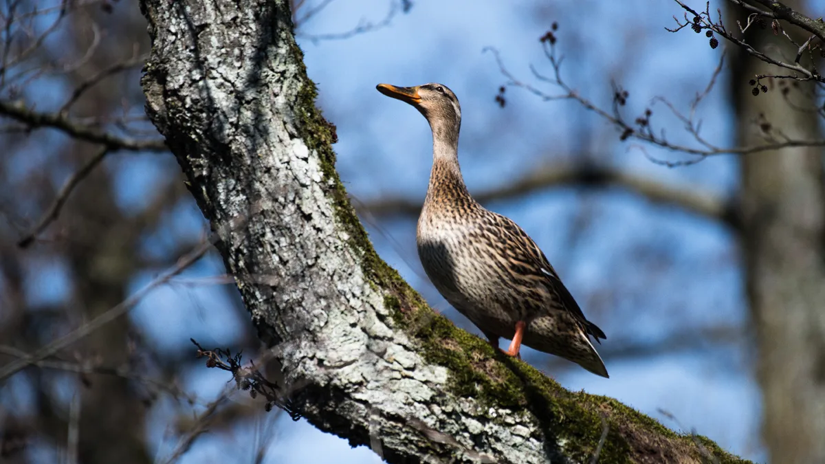 Isotton Walter (Uster): Sonnende Ente auf einem Baum am Aaspitz, Mönchaltorf