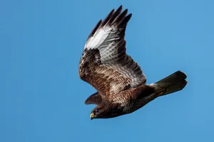 Ein Mäusebussard im Sturzflug - nicht nur für kleine Tiere eine Gefahr. Ein Mäusebussard im Sturzflug - nicht nur für kleine Tiere eine Gefahr.