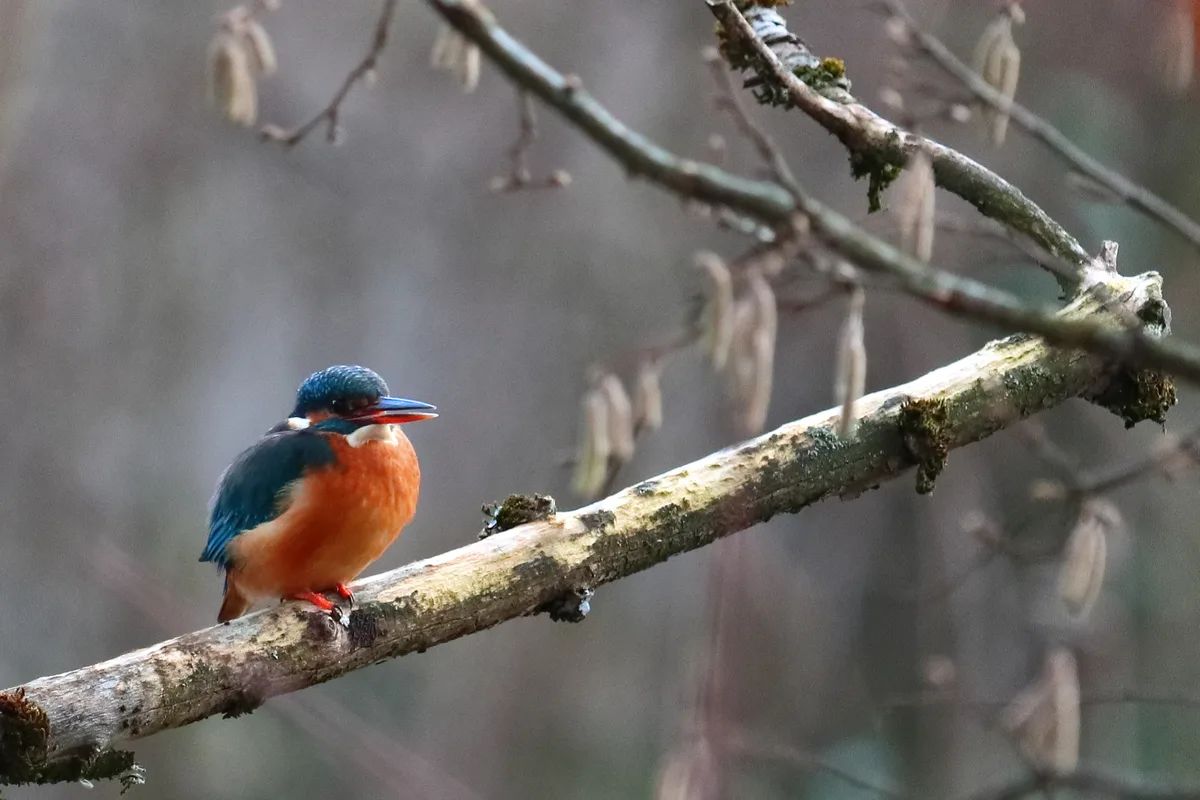 Ein niedlicher Eisvogel am Schönauweiher in Wetzikon.