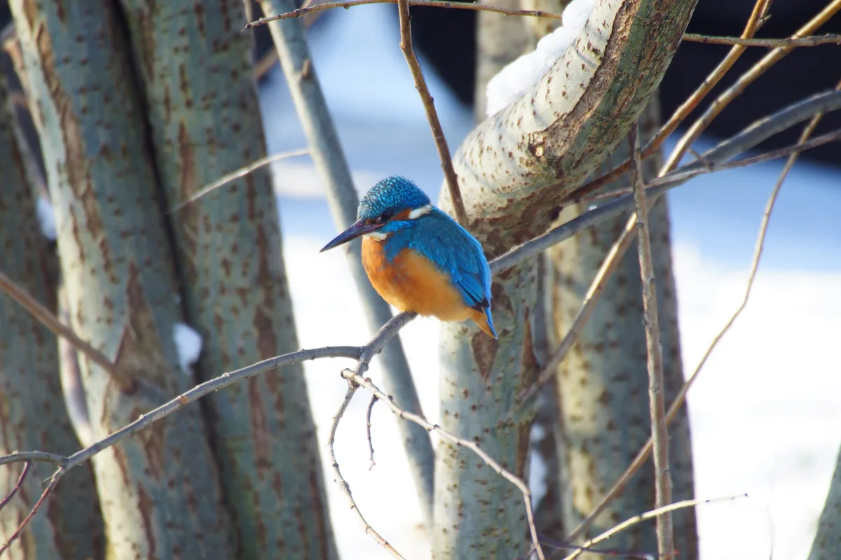 Roger Kunz (Dürnten): Ein Eisvogel hofft im Dürntner Ried auf Beute.