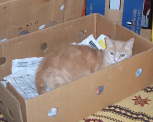 Ein Umzug bringt oft viel Stress für Katzen. Doch das muss nicht sein. Ein Umzug bringt oft viel Stress für Katzen. Doch das muss nicht sein.