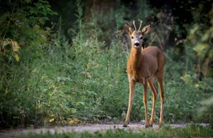 Egal ob Reh, Fuchs oder Wildschwein: Auf Landstrassen können Tiere auf die Strasse springen. Egal ob Reh, Fuchs oder Wildschwein: Auf Landstrassen können Tiere auf die Strasse springen.