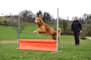 11108040-1 Jessica Roth aus Bauma mit Scar, dem Golden Retriever, in Hittnau beim Training.