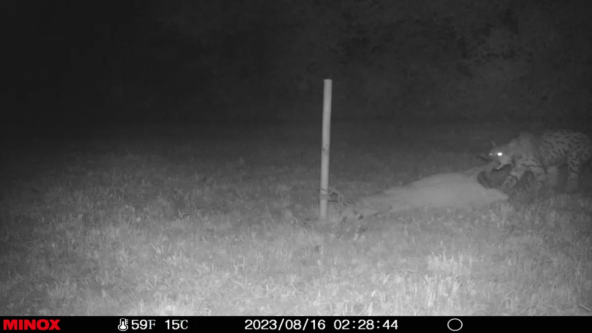 Der Luchs kehr zu seiner Beute zurück. Mit der Fotofalle wird dies festgehalten.