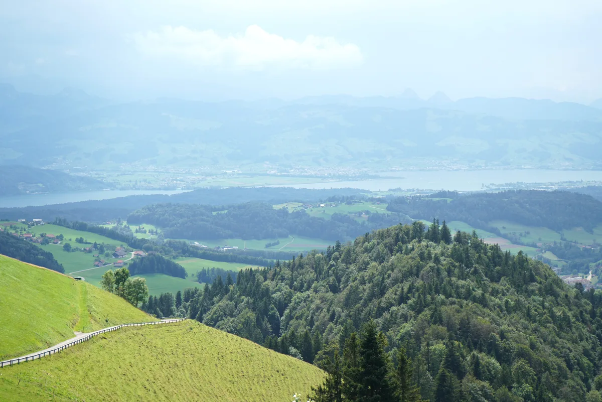 Die zwei Hirsche verendeten im Gebiet Scheidegg oberhalb von Wald. (Archivbild)