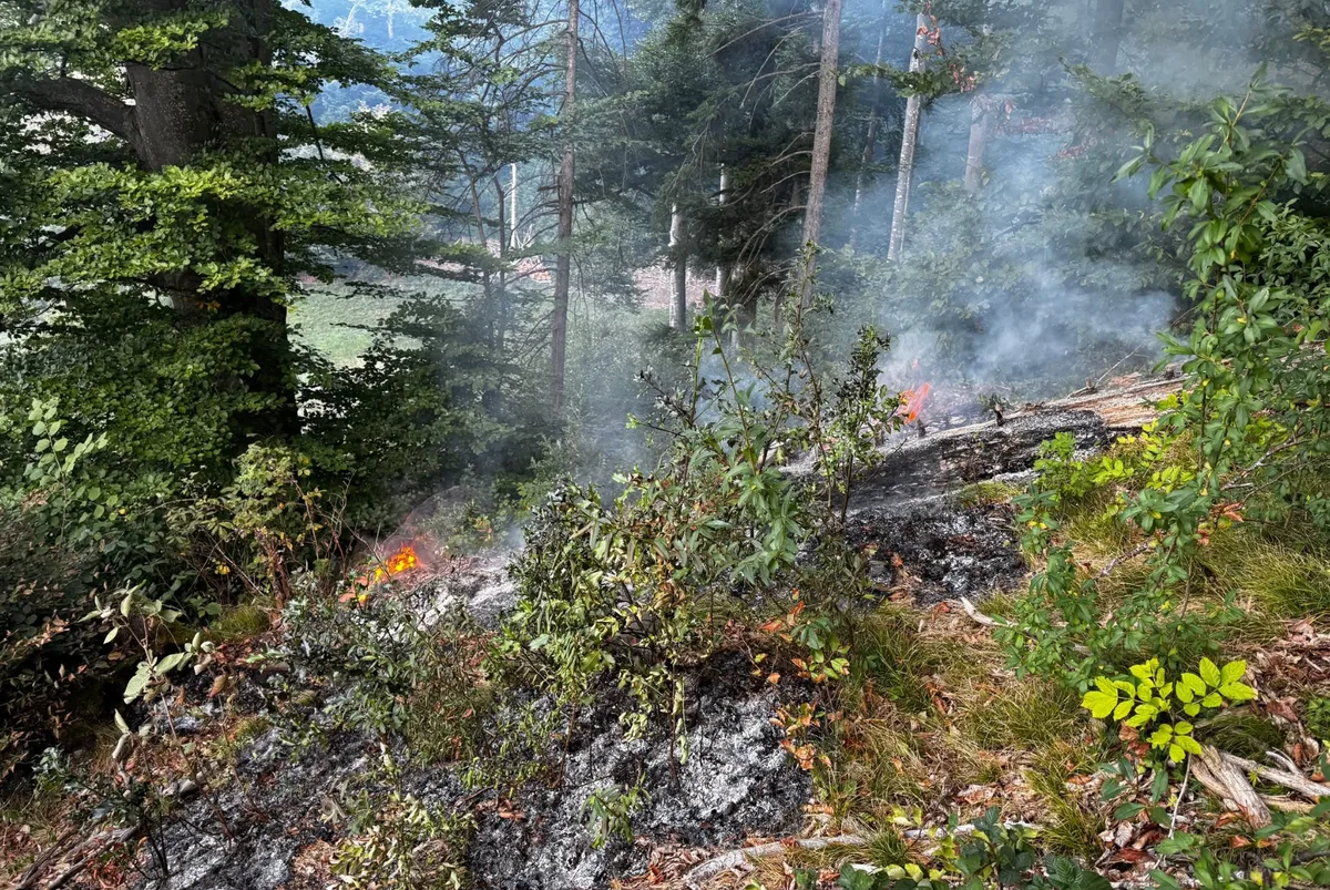 Beim Brand wurden rund 25 Quadratmeter Wald teilweise zerstört.