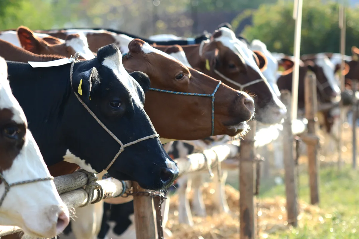 Sie kamen allesamt frisch gewaschen und gestriegelt. Rund 150 Kühe waren an der Viehschau Wila vor Ort. Sie kamen allesamt frisch gewaschen und gestriegelt. Rund 150 Kühe waren an der Viehschau Wila vor Ort.