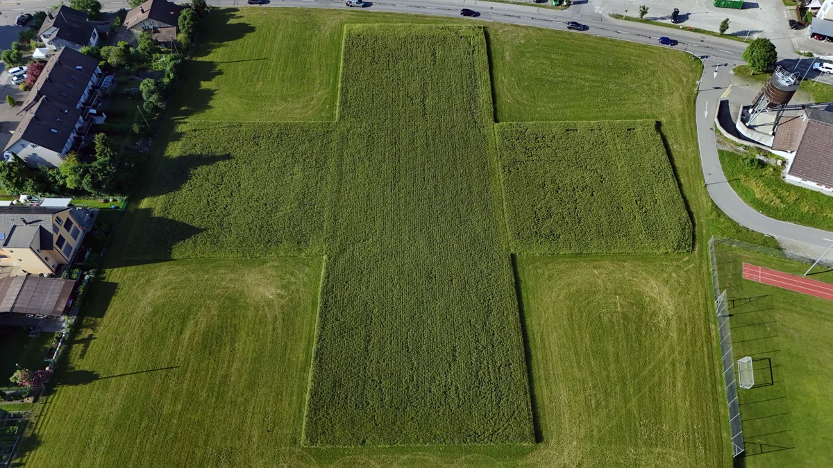 Im Moment noch recht grün: das Schweizer Kreuz in Turbenthal. Landwirt Martin Lüssi hat in Turbenthal auf seinem Feld das Schweizer Kreuz gestaltet.
