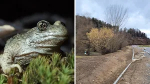 Amphibien wie der Glögglifrosch fühlen sich in Wila heimisch. Jetzt muss die 2022 neu gebaute Anlage repariert werden. Amphibien wie der Glögglifrosch fühlen sich in Wila heimisch. Jetzt muss die 2022 neu gebaute Anlage repariert werden.