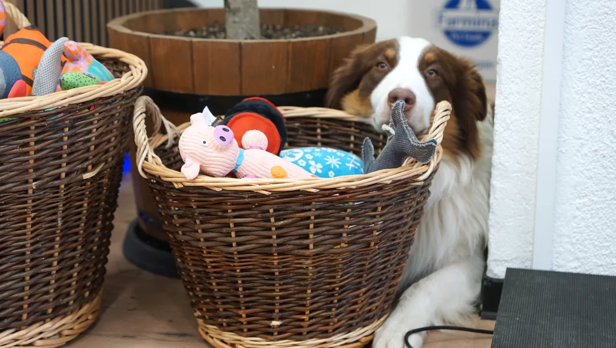 Hundeshop Fide Canem Rikon